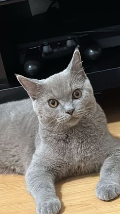 Britisch Kurzhaar Junior