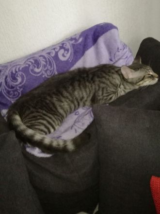 Schöner Kater