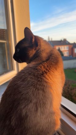 Erfahrener Siam Seal Point Deckkater