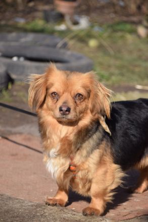 Felia, kleine, ängstliche Minimaus, 3 Jahre alt, kastriert, 26 cm groß sucht sehr erfahrenes Zuhause