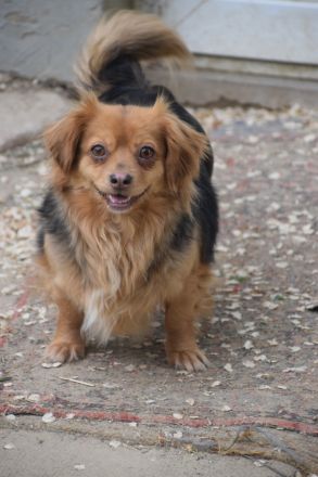 Felia, kleine, ängstliche Minimaus, 3 Jahre alt, kastriert, 26 cm groß sucht sehr erfahrenes Zuhause