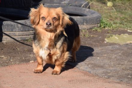 Felia, kleine, ängstliche Minimaus, 3 Jahre alt, kastriert, 26 cm groß sucht sehr erfahrenes Zuhause