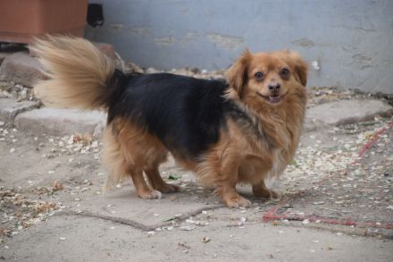 Felia, kleine, ängstliche Minimaus, 3 Jahre alt, kastriert, 26 cm groß sucht sehr erfahrenes Zuhause