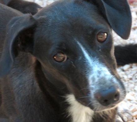 Lucia 3, weiblicher Mischling