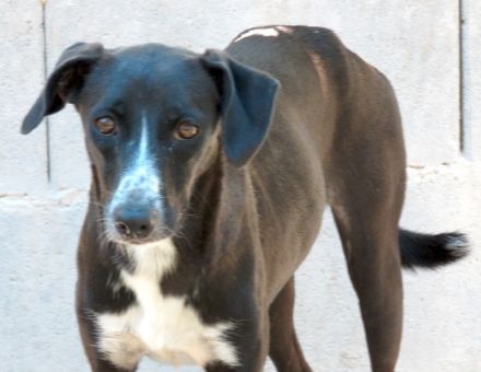 Lucia 3, weiblicher Mischling