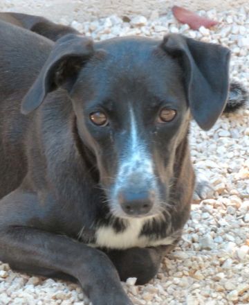 Lucia 3, weiblicher Mischling