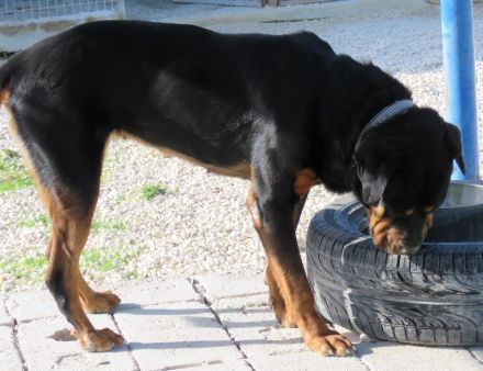 Linda 2, weiblicher Rottweiler