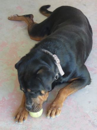 Linda 2, weiblicher Rottweiler