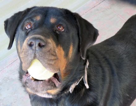 Linda 2, weiblicher Rottweiler