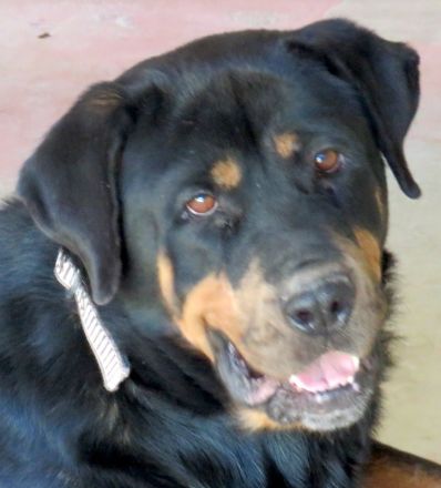 Linda 2, weiblicher Rottweiler