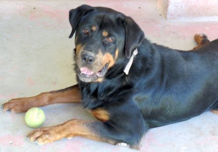 Linda 2, weiblicher Rottweiler