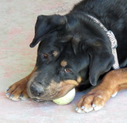Linda 2, weiblicher Rottweiler