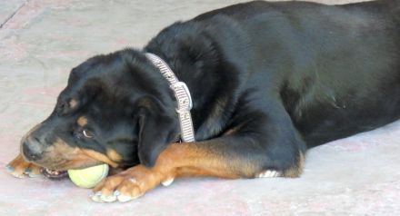 Linda 2, weiblicher Rottweiler