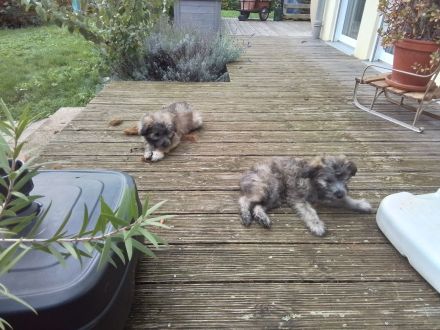 12 Wochen alte Hütehund Berger des Pyrenees Langhaar Welpen