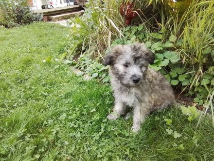 12 Wochen alte Hütehund Berger des Pyrenees Langhaar Welpen
