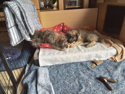 12 Wochen alte Hütehund Berger des Pyrenees Langhaar Welpen