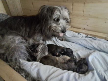 12 Wochen alte Hütehund Berger des Pyrenees Langhaar Welpen