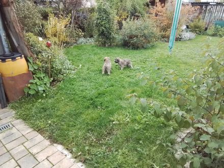 12 Wochen alte Hütehund Berger des Pyrenees Langhaar Welpen