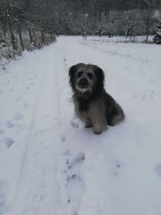 12 Wochen alte Hütehund Berger des Pyrenees Langhaar Welpen