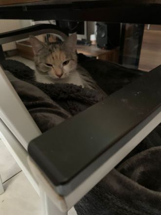 Dringend: Liebevolle Katze sucht neues Zuhause [Schutzgebühr  ]