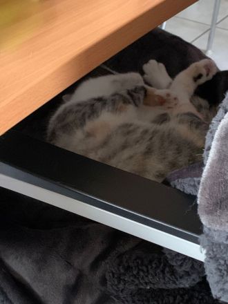 Dringend: Liebevolle Katze sucht neues Zuhause [Schutzgebühr  ]