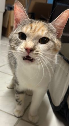 Dringend: Liebevolle Katze sucht neues Zuhause [Schutzgebühr  ]