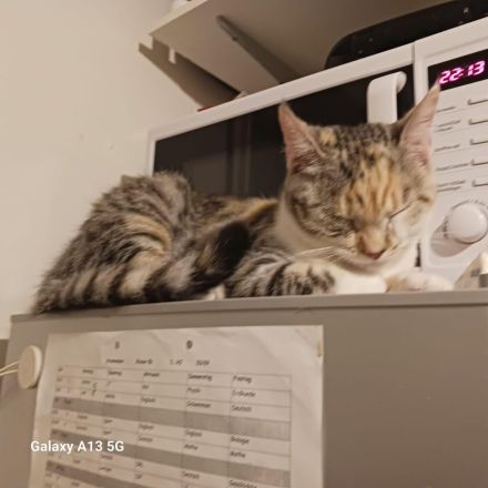 Dringend: Liebevolle Katze sucht neues Zuhause [Schutzgebühr  ]