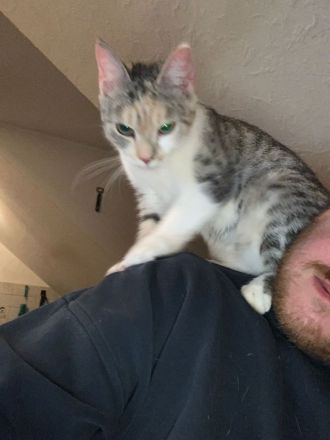 Dringend: Liebevolle Katze sucht neues Zuhause [Schutzgebühr  ]