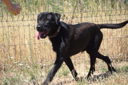 Kompot, großer, lieber Schnauer-Mischling, kastriert, 58 cm, 3 jahre alt sucht Zuhause