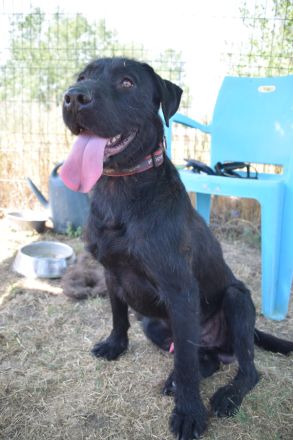 Kompot, großer, lieber Schnauer-Mischling, kastriert, 58 cm, 3 jahre alt sucht Zuhause