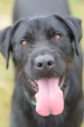 Kompot, großer, lieber Schnauer-Mischling, kastriert, 58 cm, 3 jahre alt sucht Zuhause