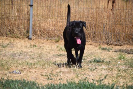 Kompot, großer, lieber Schnauer-Mischling, kastriert, 58 cm, 3 jahre alt sucht Zuhause