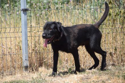 Kompot, großer, lieber Schnauer-Mischling, kastriert, 58 cm, 3 jahre alt sucht Zuhause