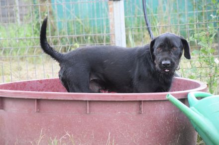 Kompot, großer, lieber Schnauer-Mischling, kastriert, 58 cm, 3 jahre alt sucht Zuhause