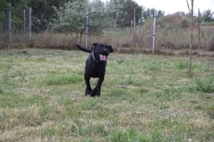 Kompot, großer, lieber Schnauer-Mischling, kastriert, 58 cm, 3 jahre alt sucht Zuhause