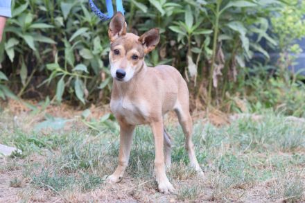 Madita, aktive, mittelgroße, freundliche, 7 Monate alte Junghündin sucht aktives Zuhause