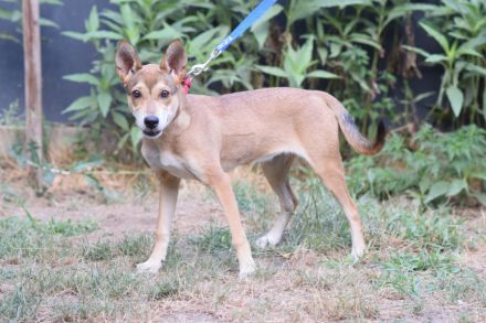 Madita, aktive, mittelgroße, freundliche, 7 Monate alte Junghündin sucht aktives Zuhause