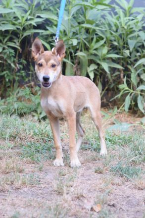 Madita, aktive, mittelgroße, freundliche, 7 Monate alte Junghündin sucht aktives Zuhause