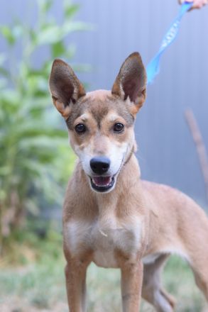 Madita, aktive, mittelgroße, freundliche, 7 Monate alte Junghündin sucht aktives Zuhause