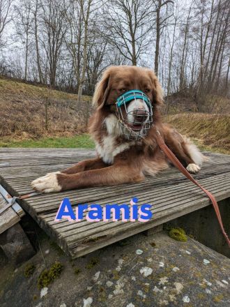 Aramis, 05/22 - Vermittlungshilfe für einen besonderen Hund, fehlgeleitet durch Unverstand