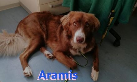 Aramis, 05/22 - Vermittlungshilfe für einen besonderen Hund, fehlgeleitet durch Unverstand
