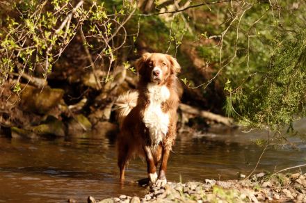 Aramis, 05/22 - Vermittlungshilfe für einen besonderen Hund, fehlgeleitet durch Unverstand