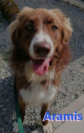 Aramis, 05/22 - Vermittlungshilfe für einen besonderen Hund, fehlgeleitet durch Unverstand