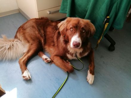 Aramis, 05/22 - Vermittlungshilfe für einen besonderen Hund, fehlgeleitet durch Unverstand