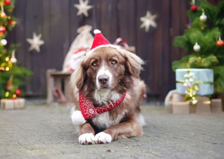 Aramis, 05/22 - Vermittlungshilfe für einen besonderen Hund, fehlgeleitet durch Unverstand