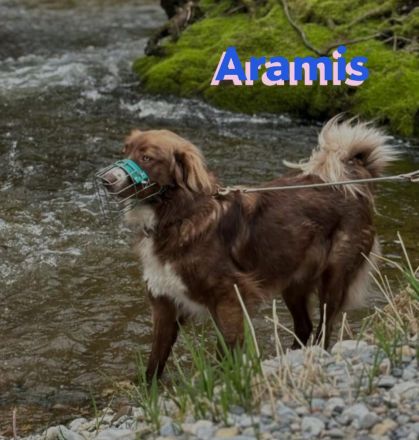 Aramis, 05/22 - Vermittlungshilfe für einen besonderen Hund, fehlgeleitet durch Unverstand