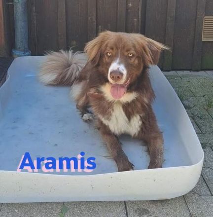 Aramis, 05/22 - Vermittlungshilfe für einen besonderen Hund, fehlgeleitet durch Unverstand