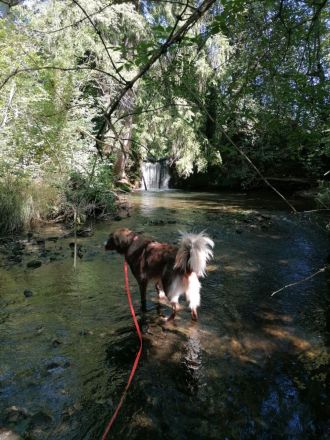 Aramis, 05/22 - Vermittlungshilfe für einen besonderen Hund, fehlgeleitet durch Unverstand