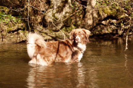 Aramis, 05/22 - Vermittlungshilfe für einen besonderen Hund, fehlgeleitet durch Unverstand