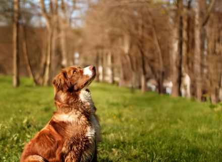 Aramis, 05/22 - Vermittlungshilfe für einen besonderen Hund, fehlgeleitet durch Unverstand